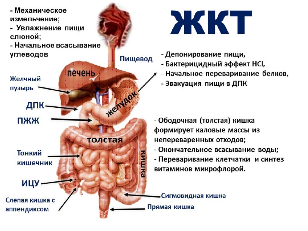 Аккредитация желудочно кишечный тракт. Строение желудочно-кишечного тракта. Система ЖКТ человека схема. Строение желудка и кишечника человека. Строение желудочно-кишечный тракт человека анатомия.