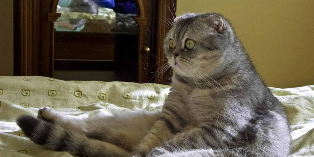 Что делают котики, пока вас нет дома*