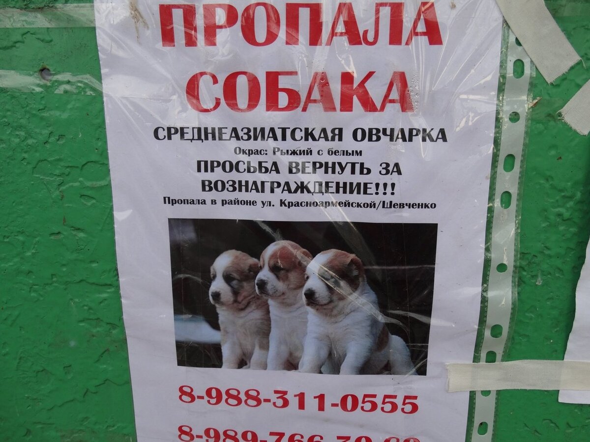 Объявления о пропажах. Хорошо, если 2 человека не пройдут мимо и обратят внимание