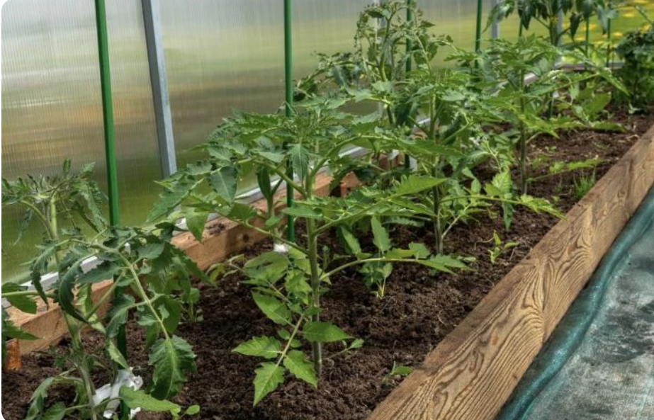 Огурцы рассада. Цветы похожие на рассаду огурцов. Посадка огурцов на рассаду. Огурцы пикировка рассады. Огурцы рассада.