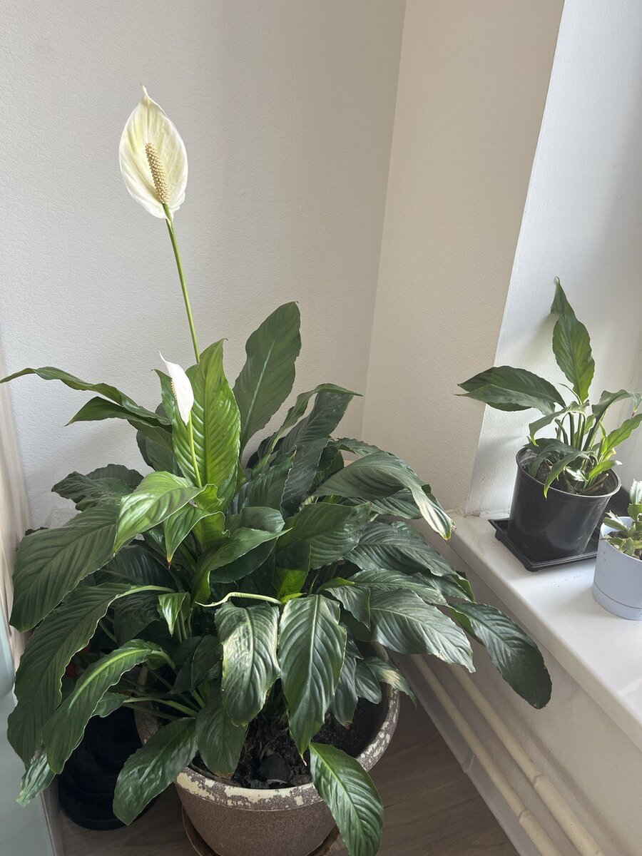 Мой взрослый куст спатифиллума. На подоконнике виднеется молодое растение.