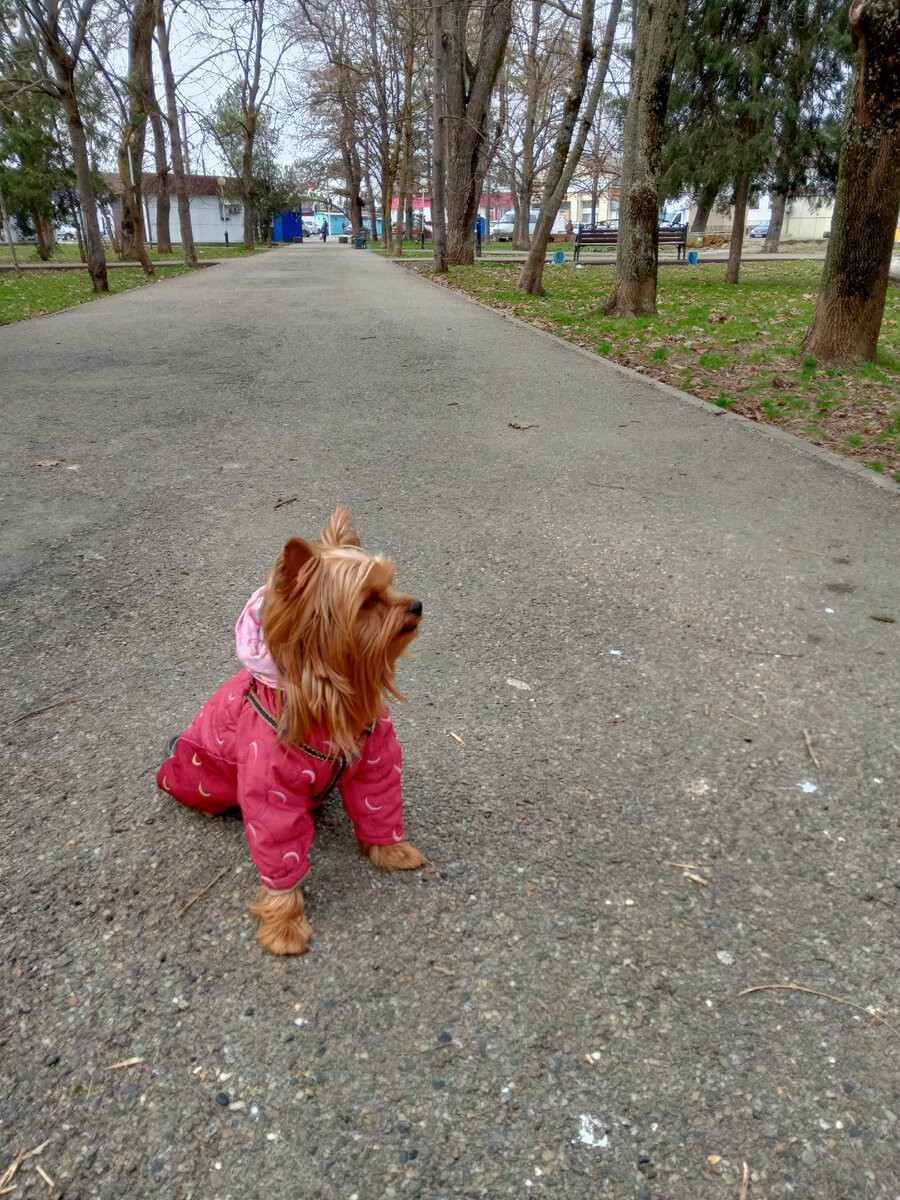 Лушенька носит шлейку