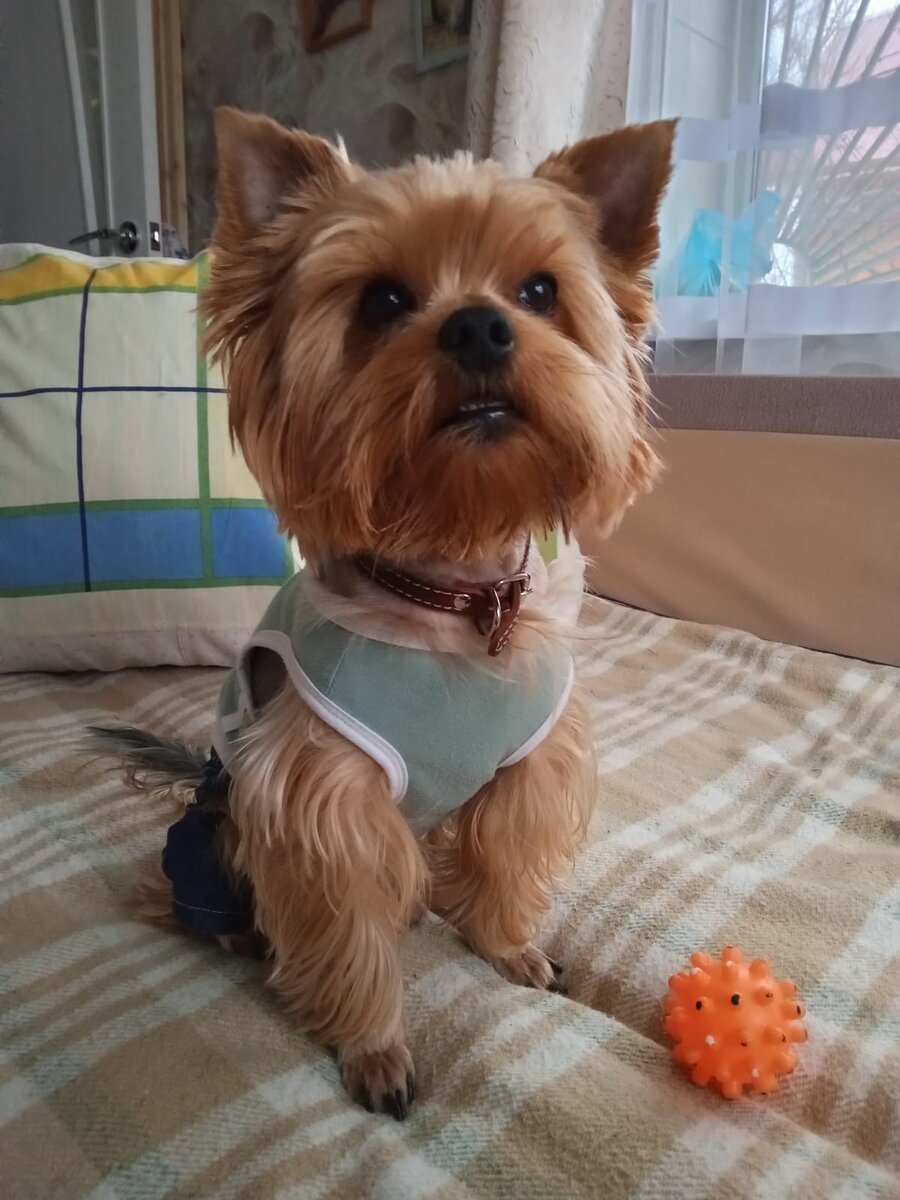 Бусенька носит ошейник.