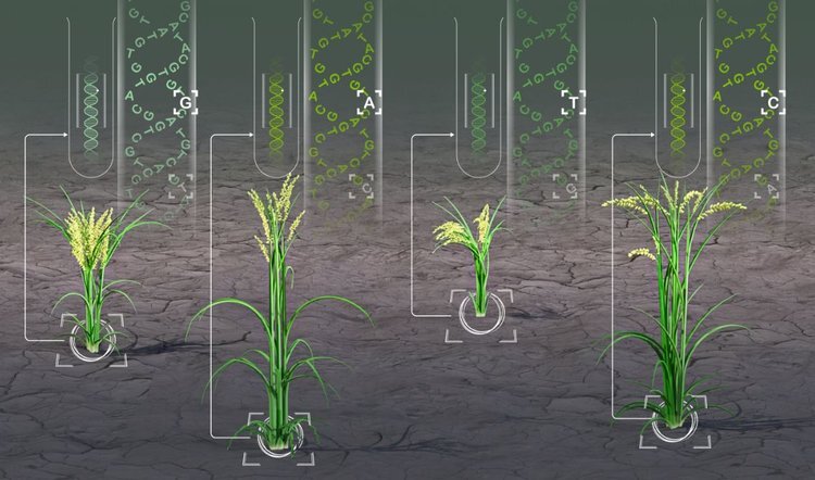    Новый инструмент с обработкой 3000 геномов в сутки значительно ускорит селекцию сельхозкультур