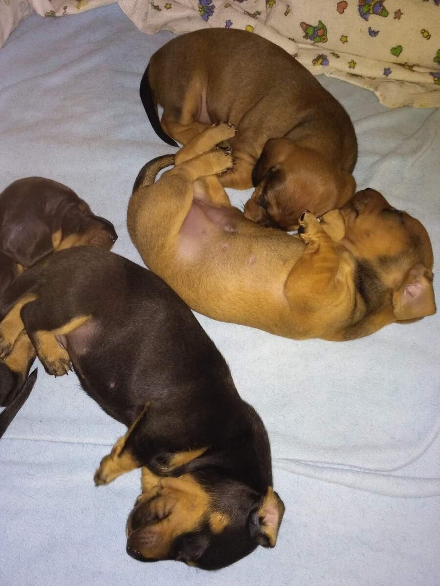 Таксятки. Щенотерапия) | Море, таксы и еда. | Дзен