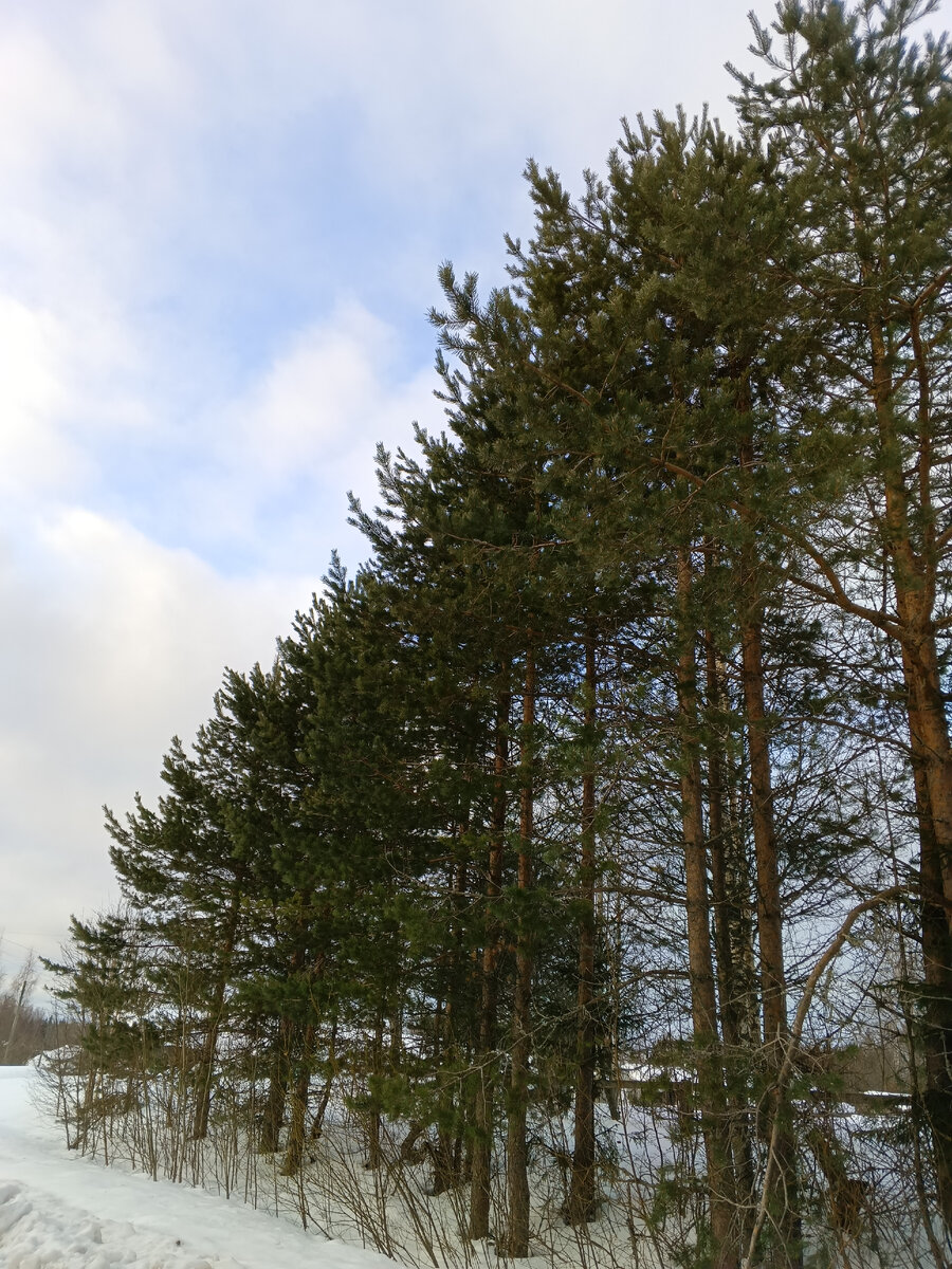 фото автора, деревья вдоль дороги