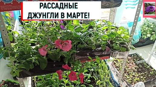 #рассада РАССАДНЫЕ ДЖУНГЛИ В МАРТЕ! #наизнанку #изсемян #нарассаду #рассадацветов #рассадалобелии #рассадапетунии #рассадаперцев