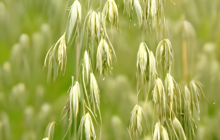    Евросоюз сдает позиции по пшенице и делает ставку на овес