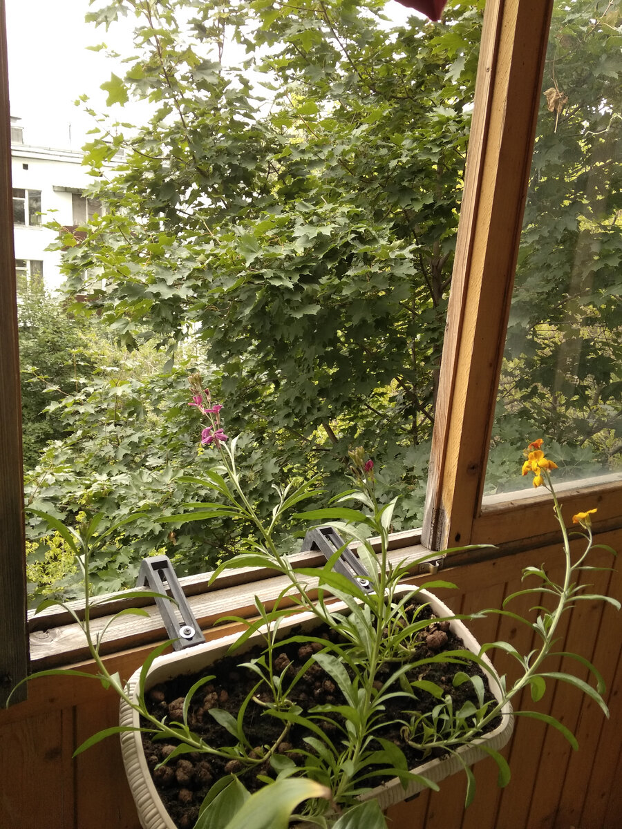 Это облачный день. Вот на такую зелень у нас выходил балкон в старой квартире. Ёе мне не хватает 😔