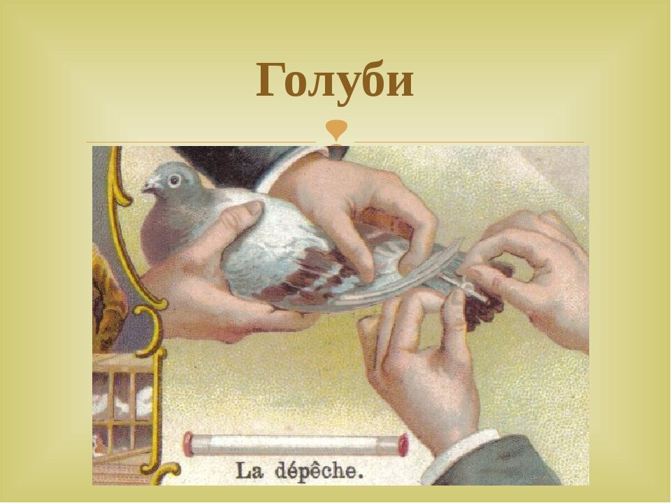 Фото с сайта russkie-perepela_ru