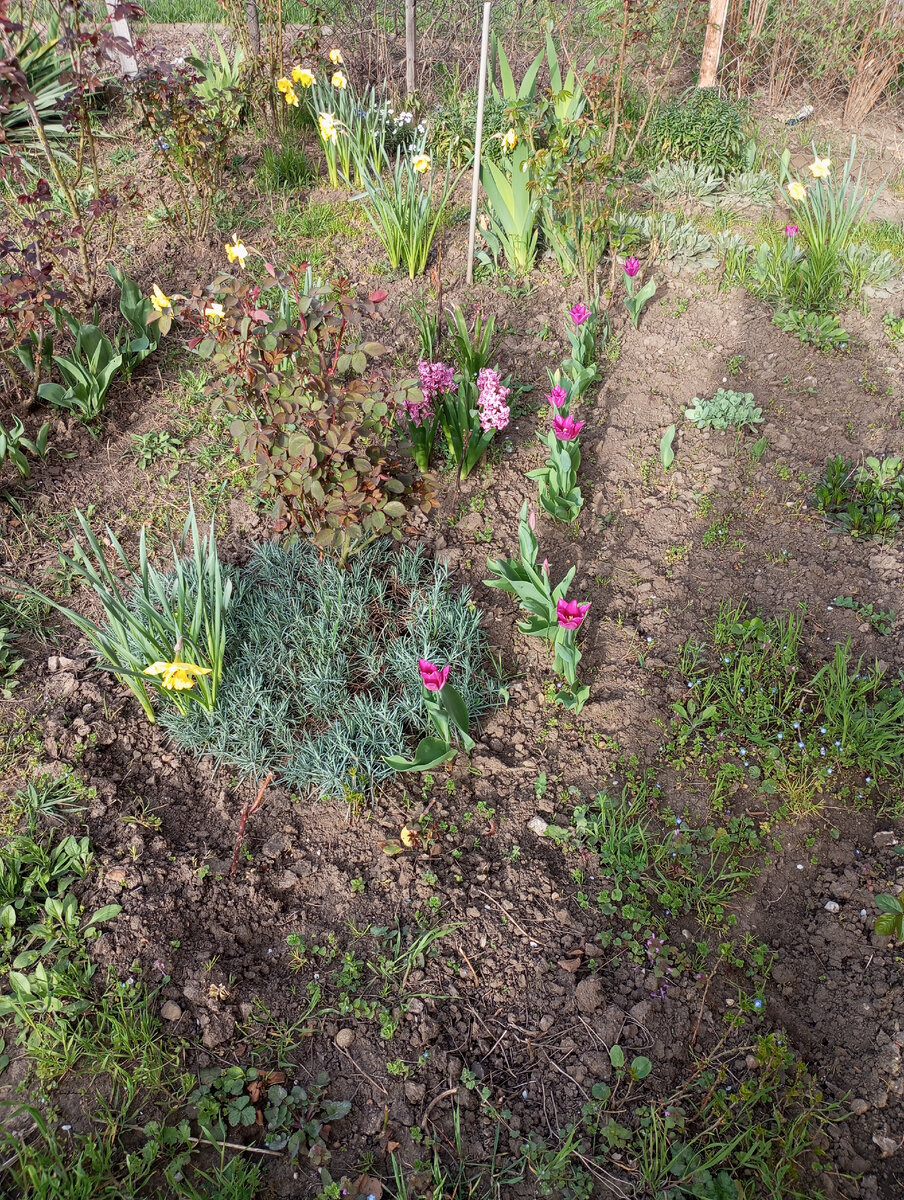 Весенние цветы