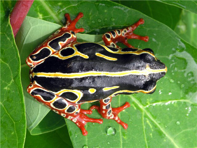 Изменчивая троснянка (Из открытых источников)