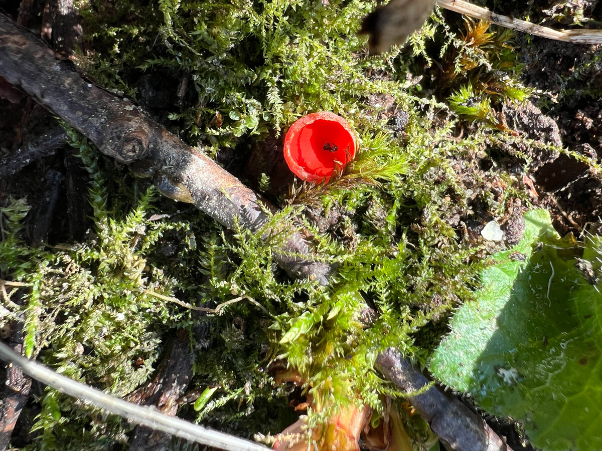 Почему грибы отдельное царство. Клетка гриба. Почему царство грибов отдельно. Грибы выделяют в отдельное царство. Почему грибы были.