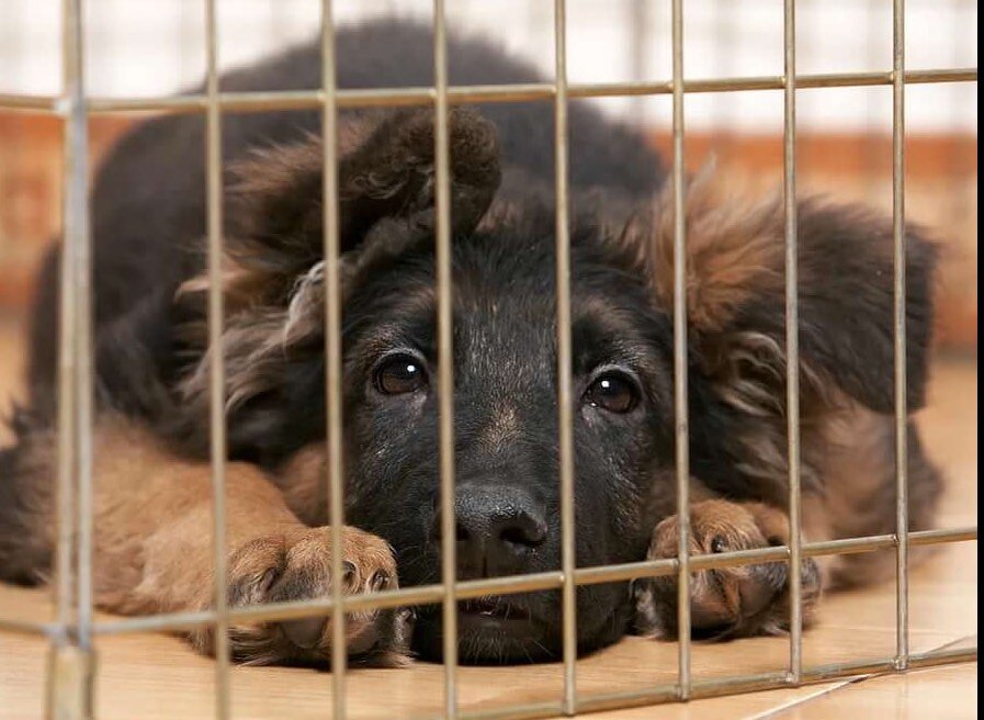 И грустно, и скучно, и некому лапу подать. Иллюстрация с сайта Яндекс. Картинки.