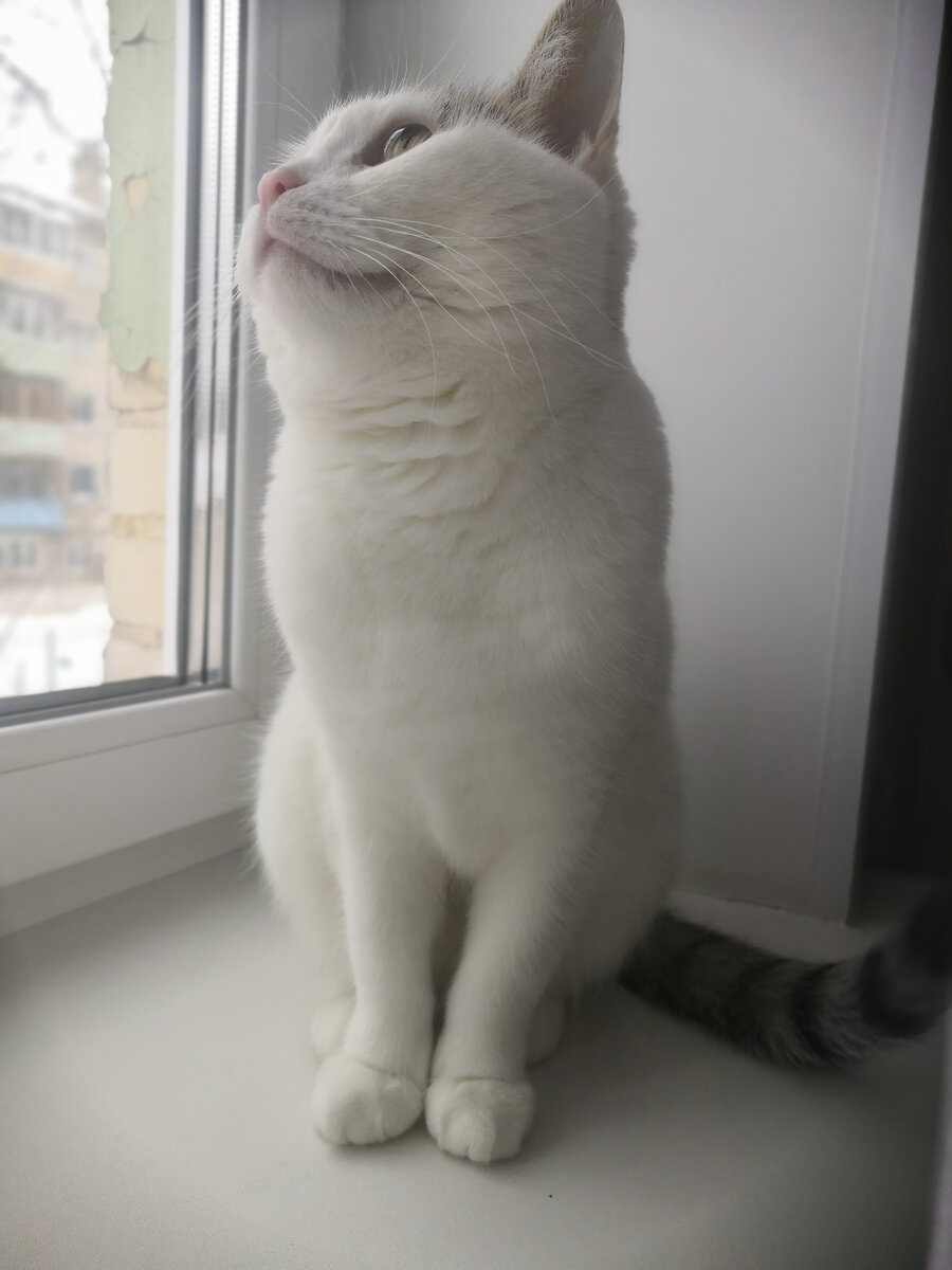 просто кошка у окошка