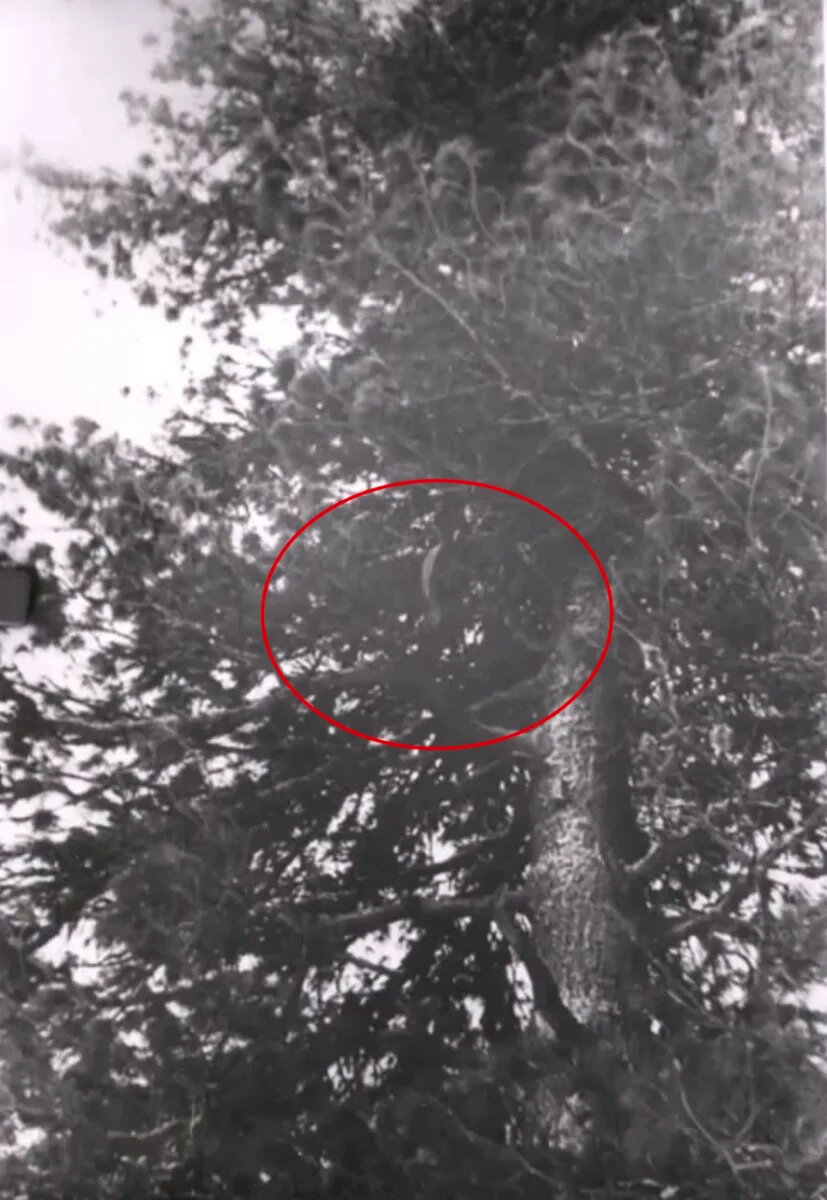 Кедр с обрубленными ветвями для обзора