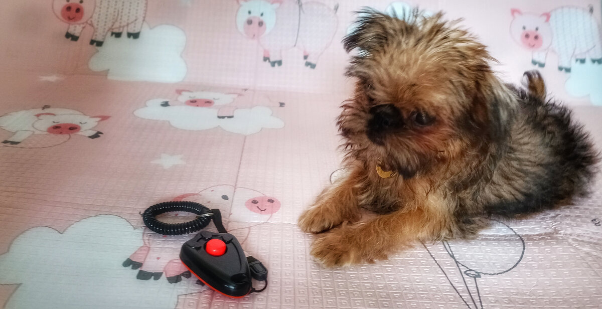 Кузя в недоумении. Это что такое вообще за "кликер"? 