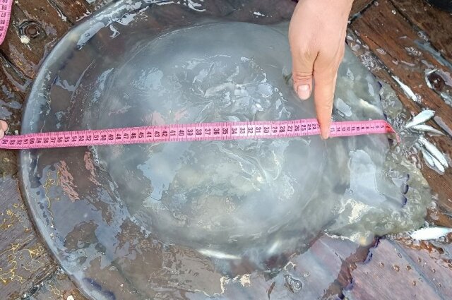    Медузы таких размеров привлекают внимание исследователей. Фото: Азово-Черноморский филиал ФГБНУ «ВНИРО» 