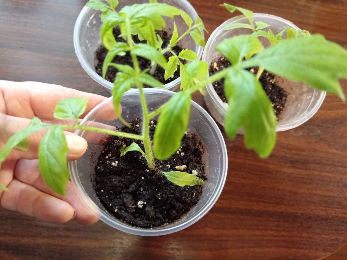 высадка рассады томатов. рассада. высадка рассады в грунт. рассада помидор. огурцы рассада.