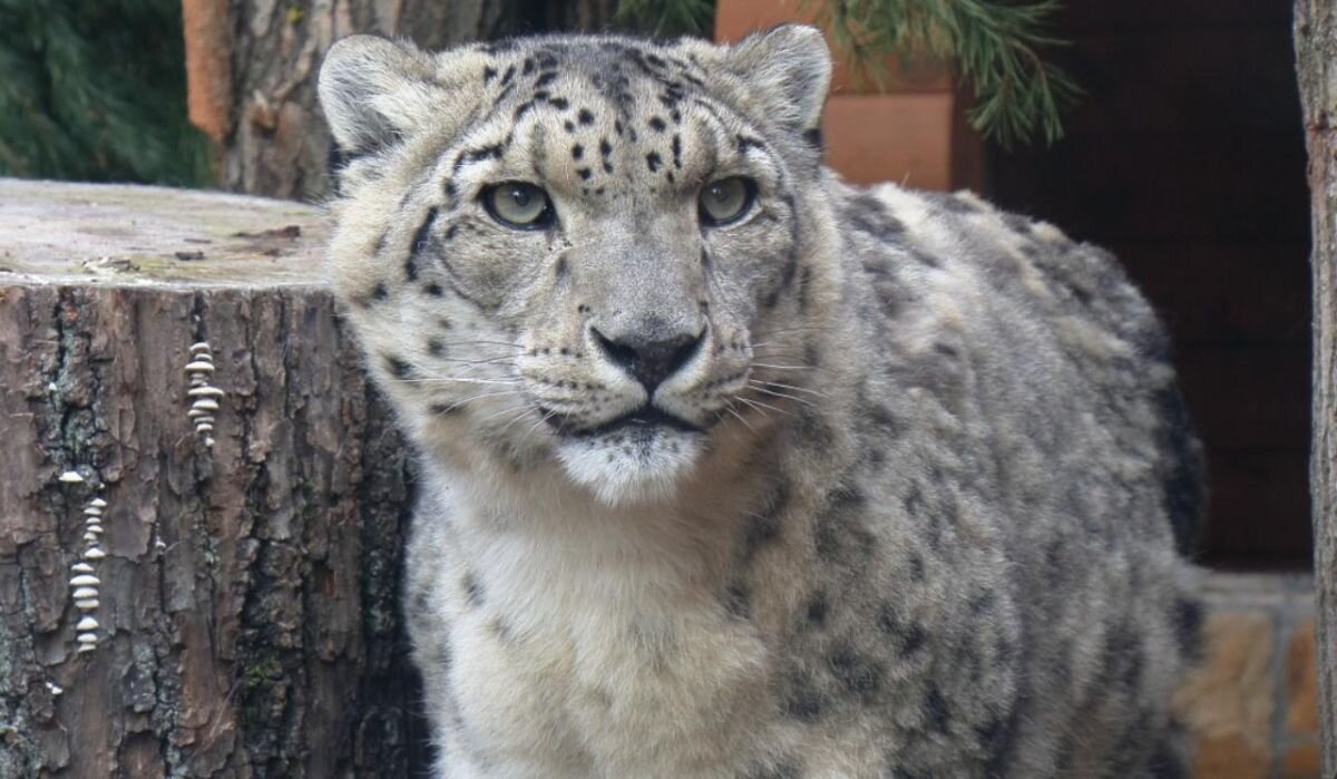     Кира. Источник: rbc.ru Автор фото: Пресс-служба Ленинградского зоопарка