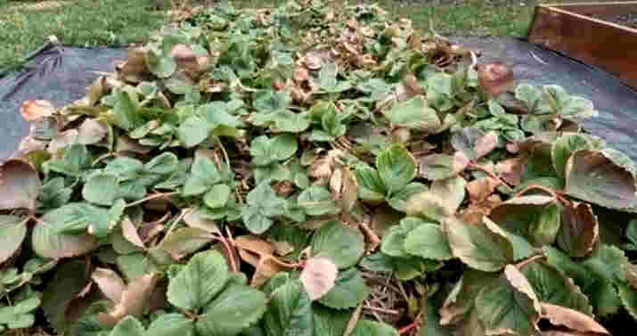 Клубника ранней весной