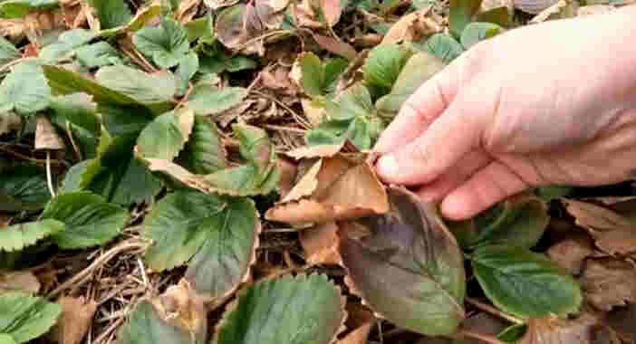 Поврежденные листья клубники