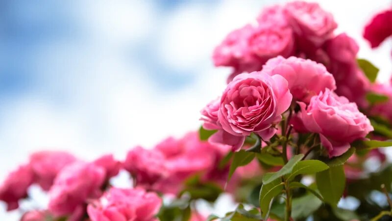 Существует более 150 видов роз и тысячи культурных сортов, каждый из которых отличается своим сочетанием цвета, формы и аромата. (TOMO/Shutterstock)