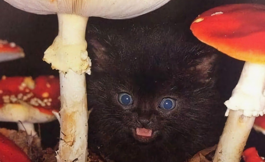 Все лесные животные иногда едят мухоморы. И причина далеко не только в паразитах