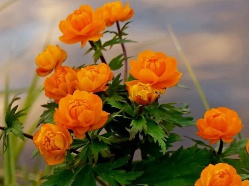 Купальница азиатская