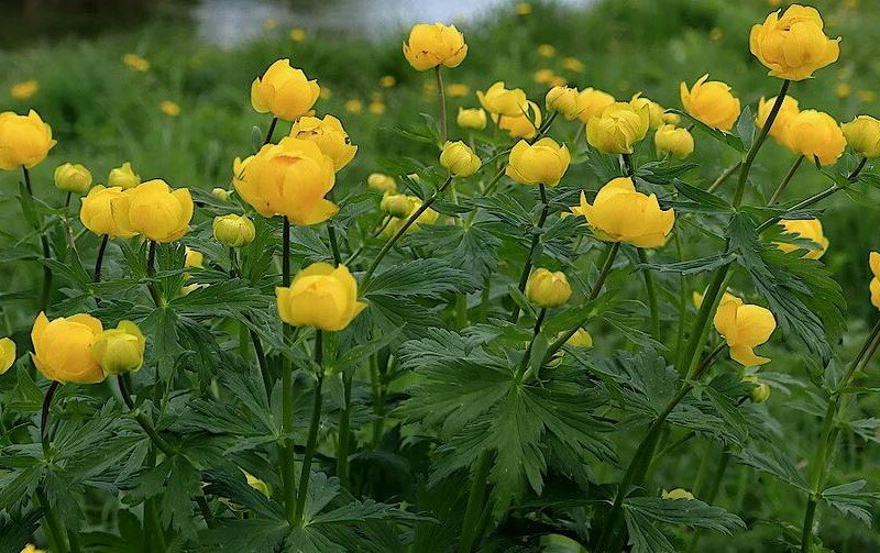 Купальница европейская