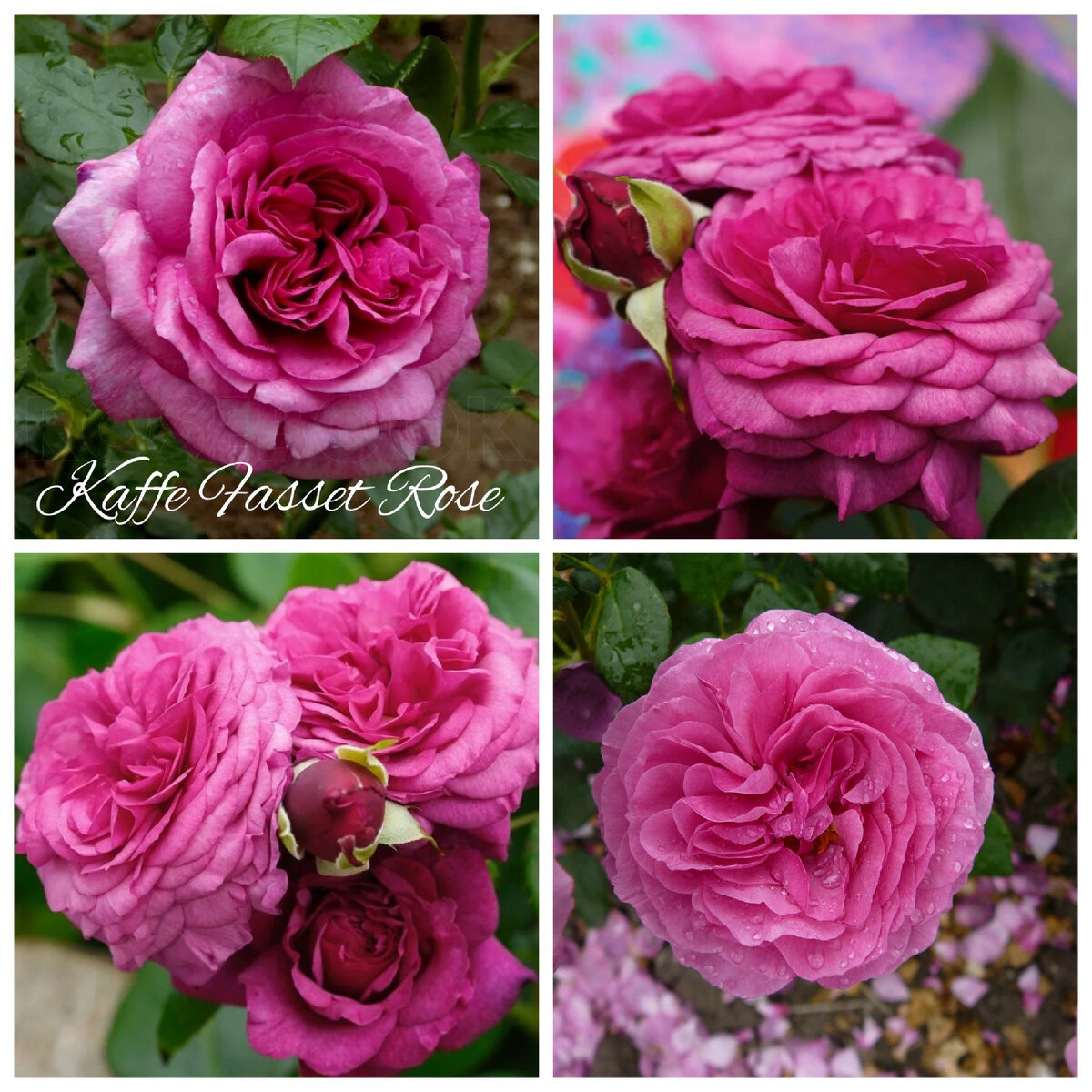 Итоги первого месяца весны. | Сад в стране троллей | Дзен