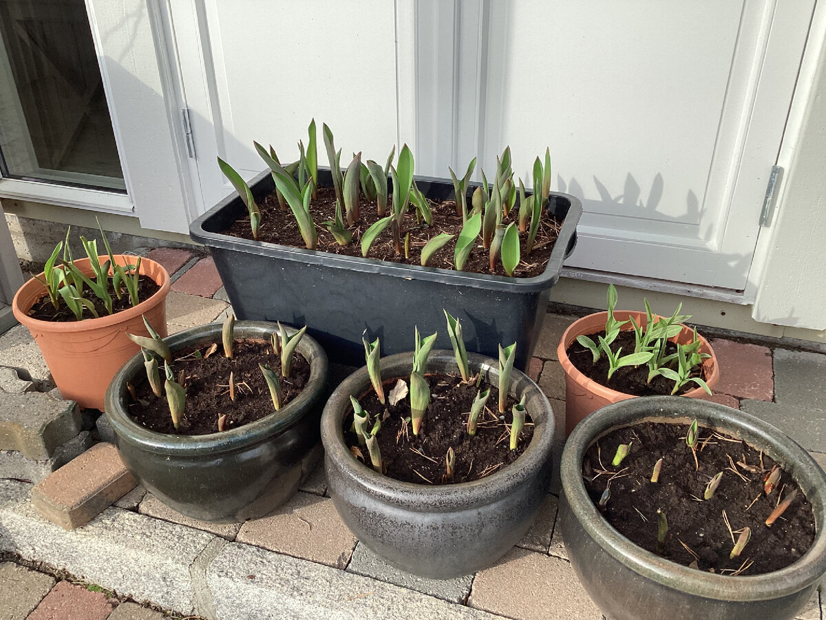 Итоги первого месяца весны. | Сад в стране троллей | Дзен