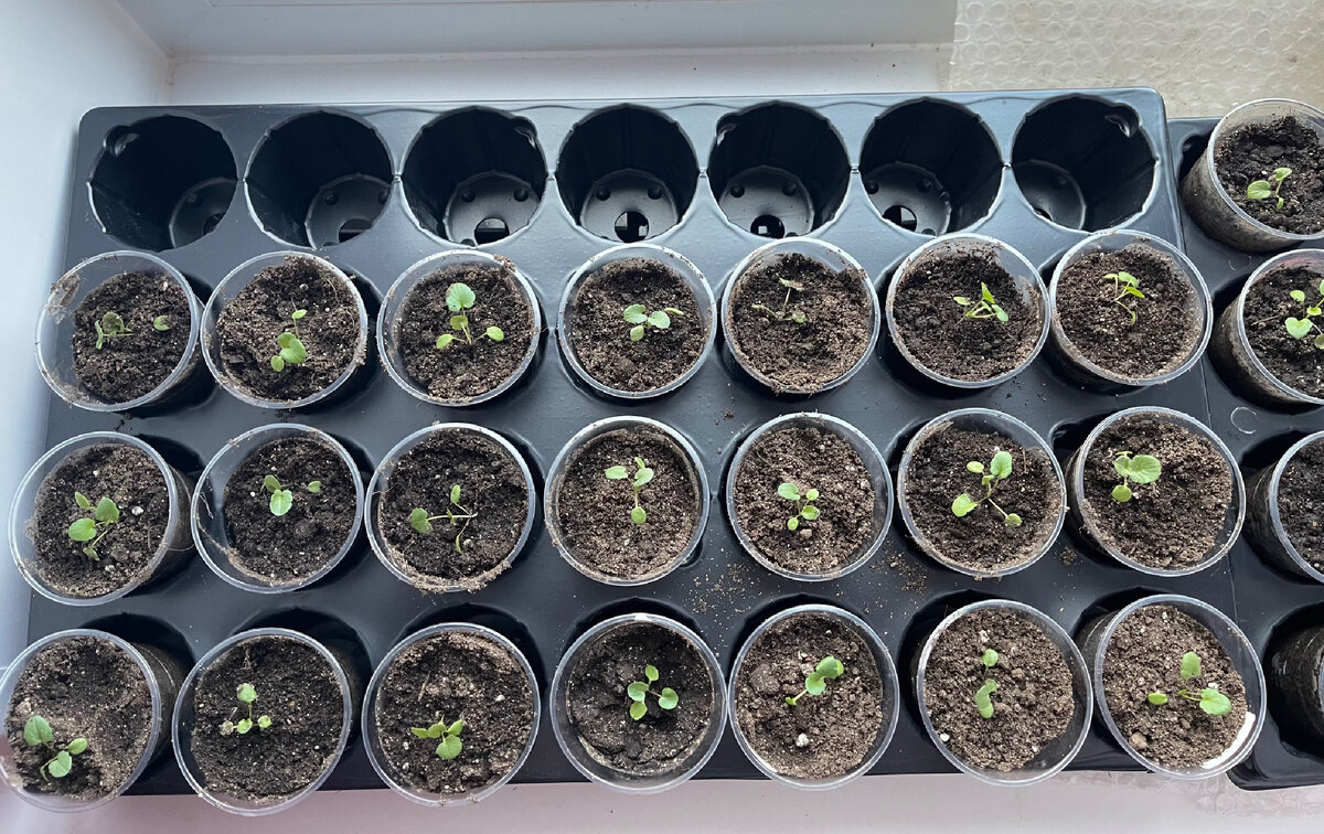 Чайную ложку этого удобрения и петунию не узнать. Чем подкормить ...