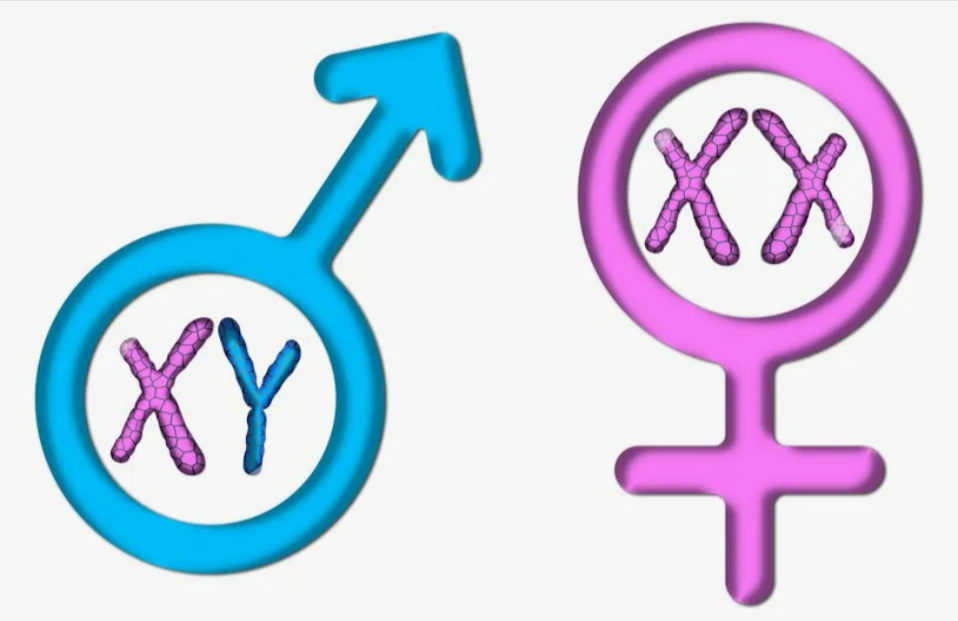 42 пола человека. XX XY хромосомы. Хромосомы ХХ И ху. XX или XY хромосомы. XY хромосомы мужские.