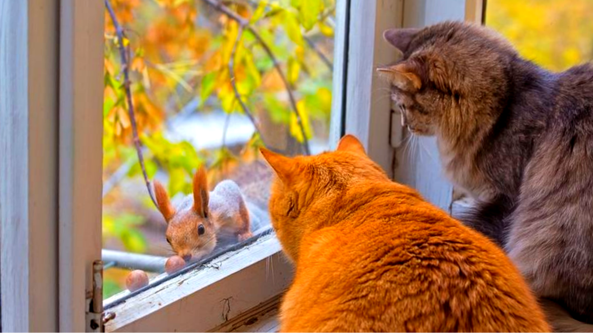 "Зверское любопытство": 19 смешных моментов, когда дикие и домашние ...