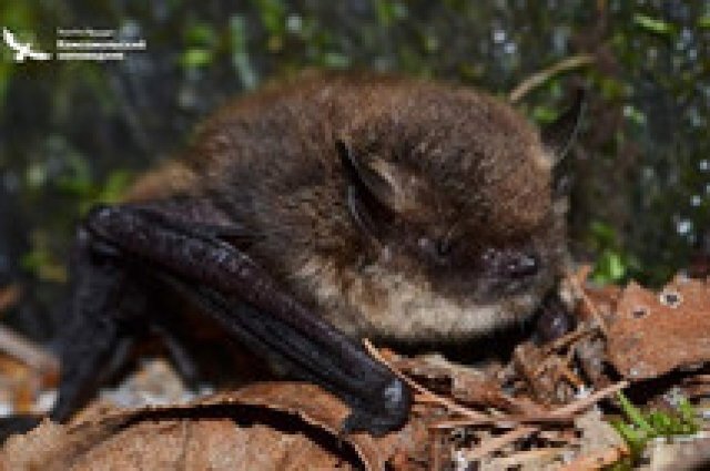    Как прогнать с дачи летучих мышей?