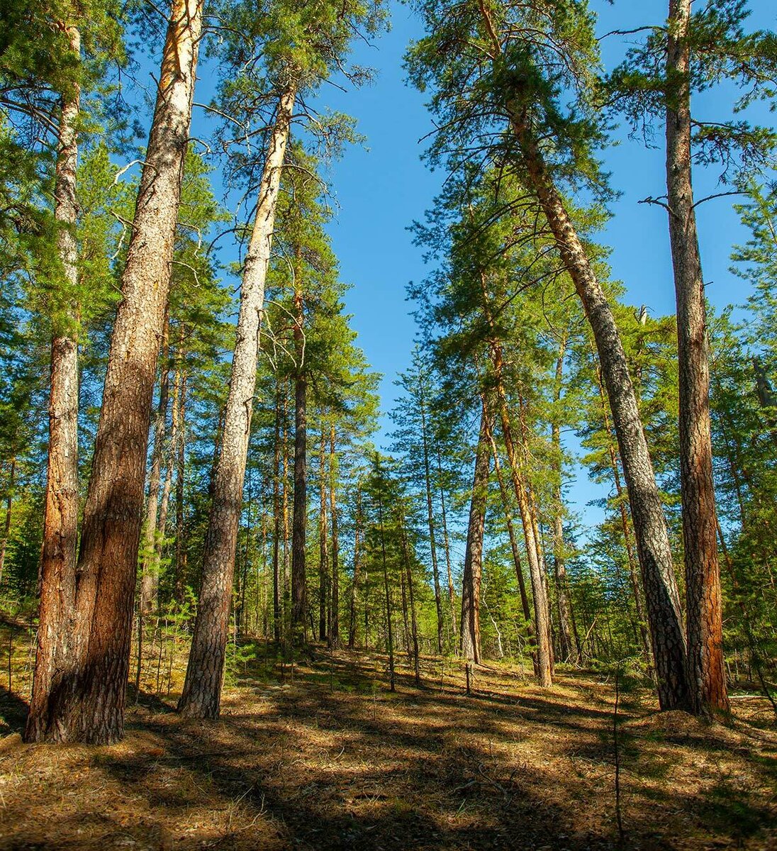 Национальный парк "Бузулукский бор"