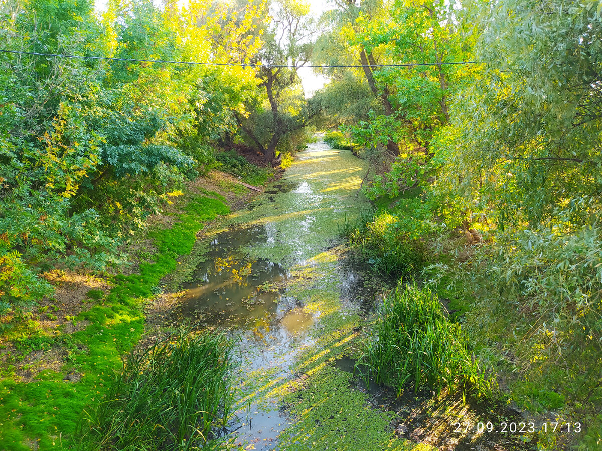 Галерейные леса Астраханского заповедника