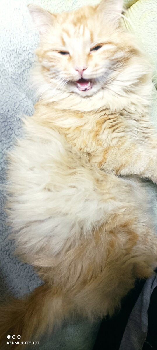 Голодный кот 