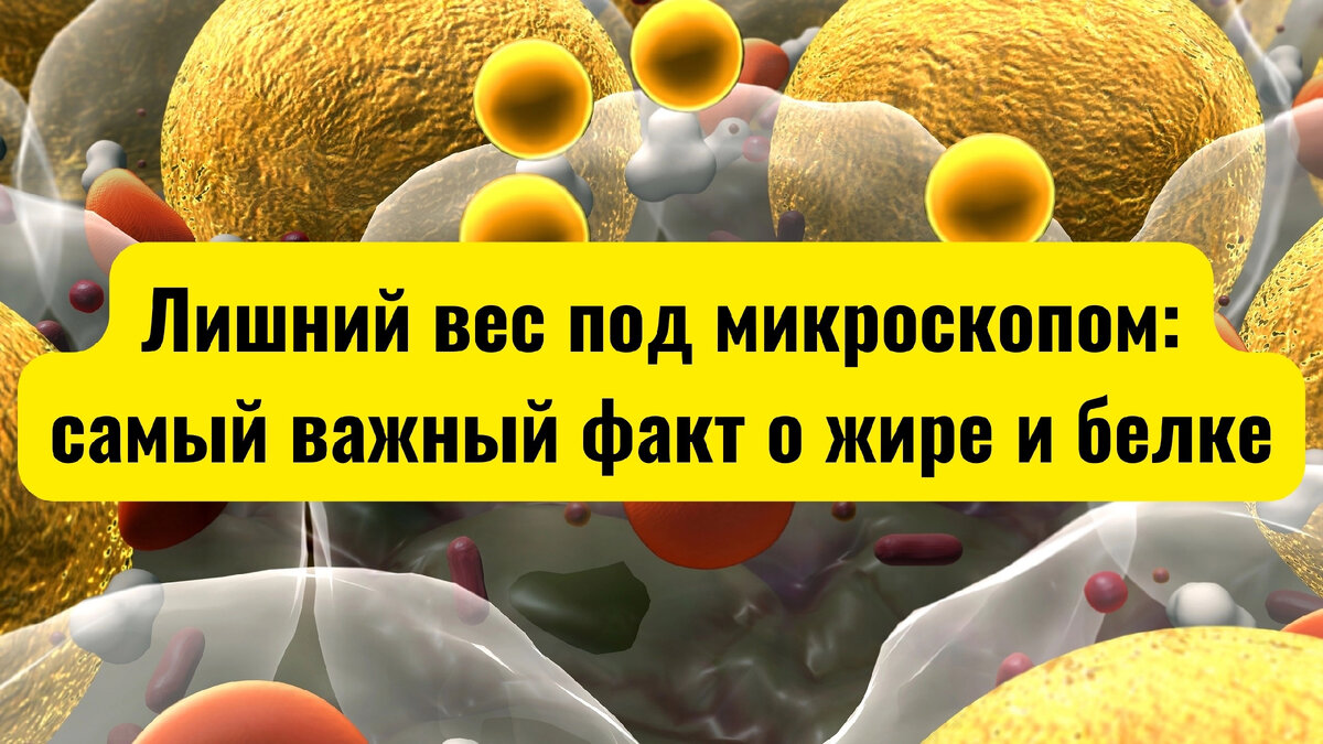 Лишний вес под микроскопом: самый важный факт о жире и белке
