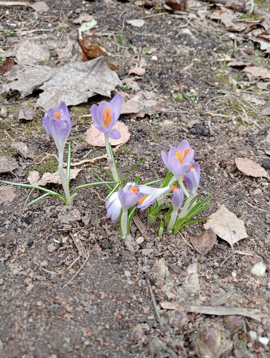 Фото мое. Первые весенние цветы.