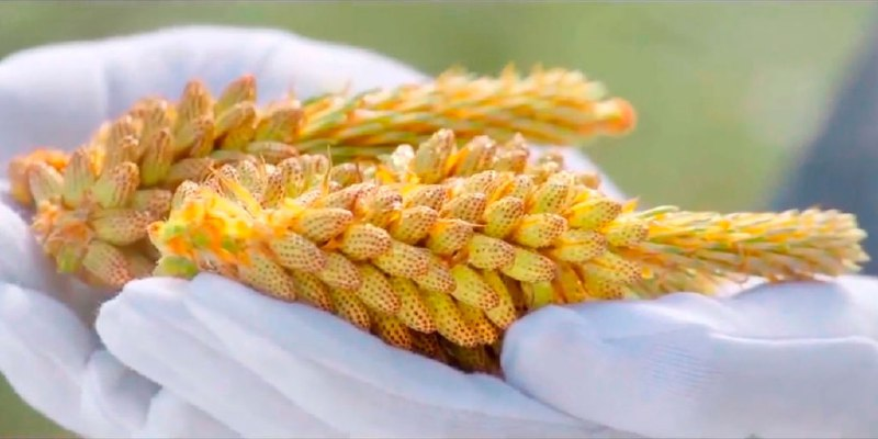                                Оздоровительный продукт  -  Пыльца Китайской сосны