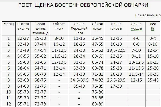 Вес щенка восточно европейской овчарки по месяцам 55 фото - ZooClever.ru