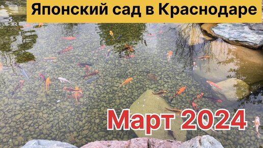 🏯Красавица магнолия расцветает в Японском саду Краснодара.