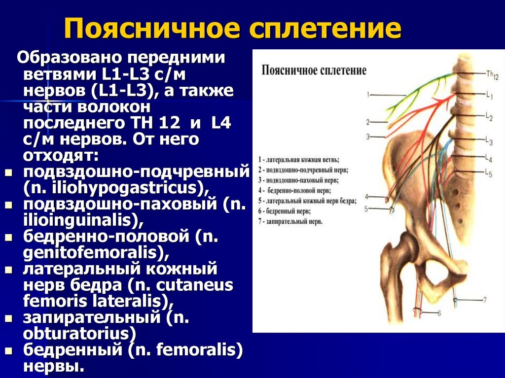 Пояснично бедренный. Пояснично-крестцовое сплетение анатомия. Крестцовое сплетение схема. Пояснично крестцовое сплетение образовано. Схема нервов пояснично крестцового отдела.