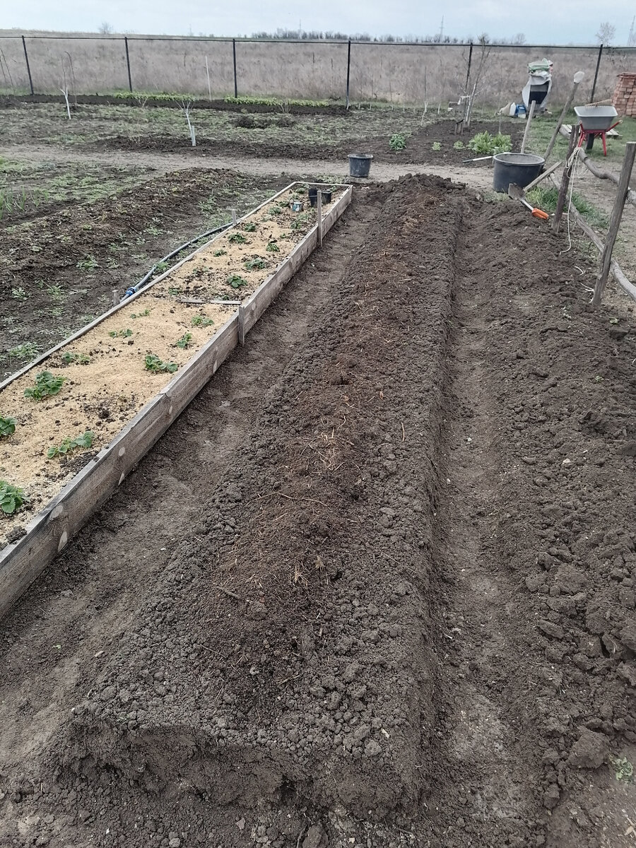 Бороздка по краю гряды.