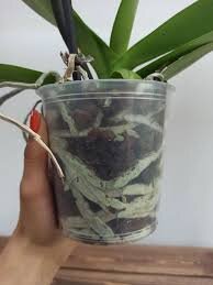 Вот так должны выглядить идеальные корни