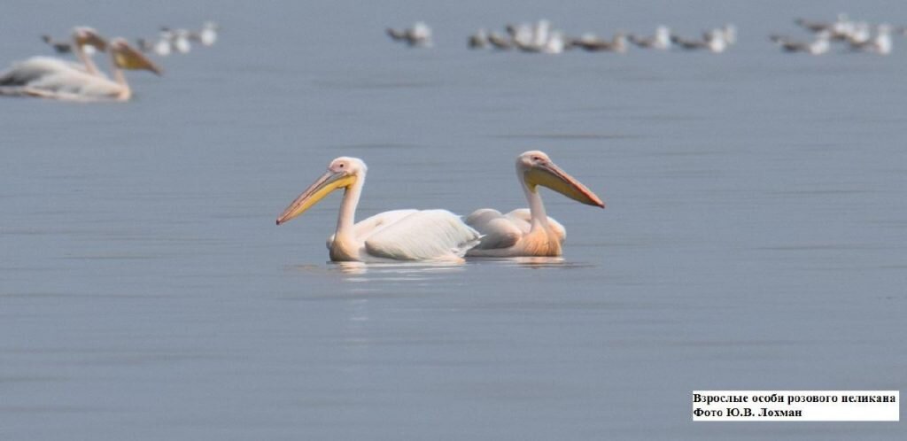 Розовые пеликаны. Фото: Ю.В. Лохман