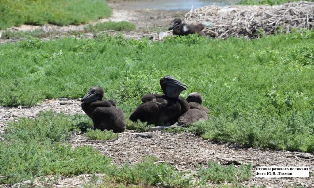 Птенцы розового пеликанаы. Фото: Ю.В. Лохман