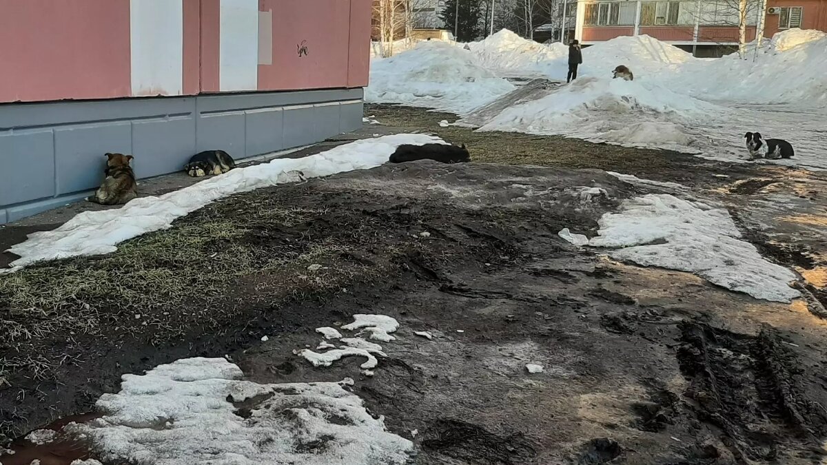     Жители Нижнекамска взволнованы появлением стаи собак в районе улицы Баки Урманче. Ежедневно их количество возрастает, рассказала Inkazan одна из очевидцев.